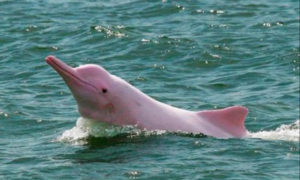 Delfines de la Orinoquia recibirán salvavidas en 2021