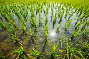 Rice paddy