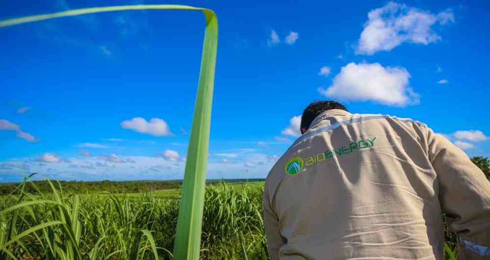 Más de 700 empleos en riesgo por liquidación de Bioenergy