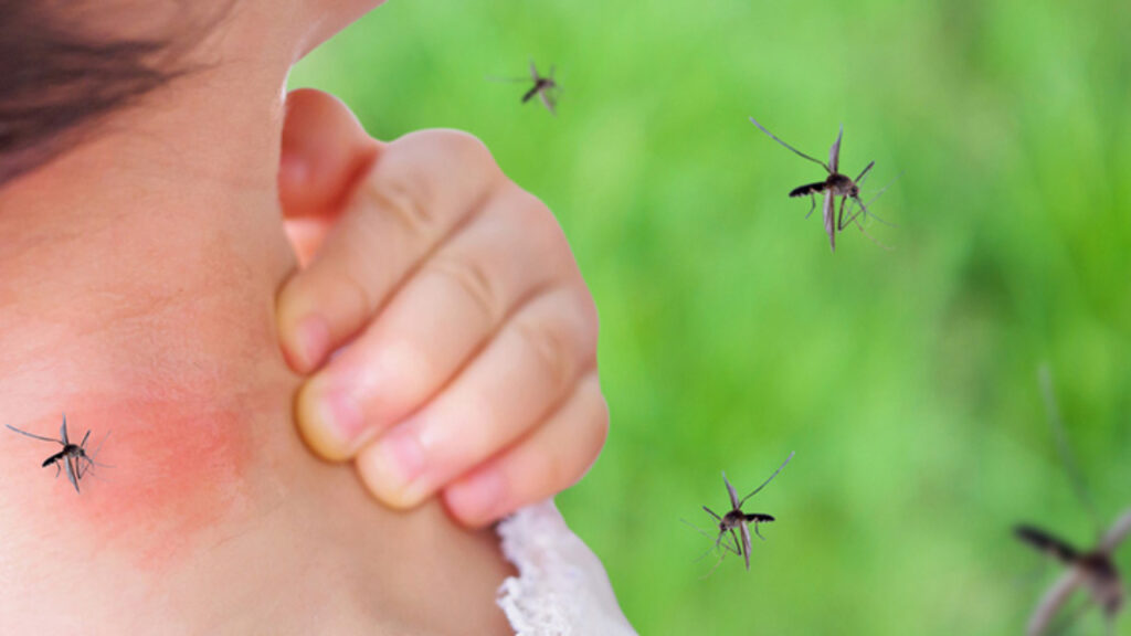 Dengue, otra plaga que ya contagió a 945 personas