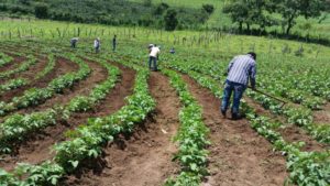 Plan de Choque para Agricultores