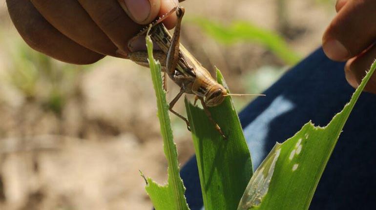 Alerta por voraz insecto que ataca cultivos en los Llanos