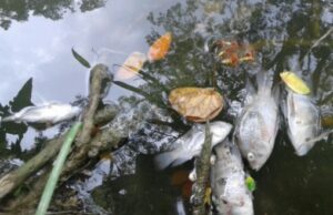 Denuncian mortandad de peces en Acacías