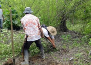 55 mil millones de pesos para sustituir coca en Meta