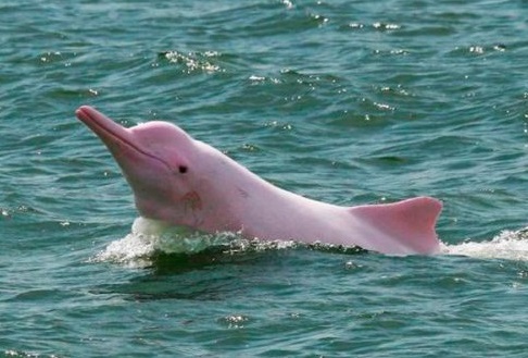 Delfines rosados amenazados por contaminación de mercurio
