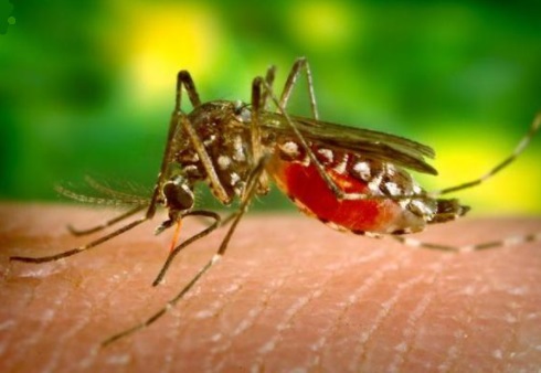 Meta y Vichada en alerta por brote de malaria