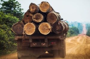 Capturados sujetos que talaron 1600 hectáreas de bosque en el Llano