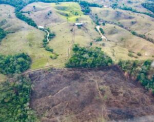 $20 millones ofrecen como recompensa por autores de la deforestación