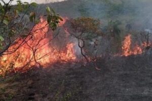 6.300 hectáreas de naturaleza quemadas y taladas